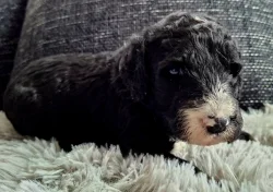 Sheepadoodle