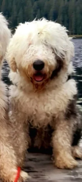 Sheepadoodle