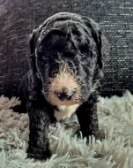 Sheepadoodle