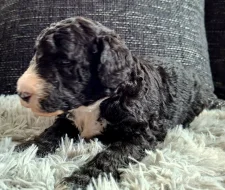 Sheepadoodle