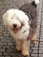 Sheepadoodle