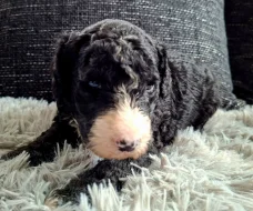 Sheepadoodle