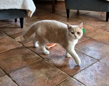 Kocourek Rendlík hledá své mazlitele