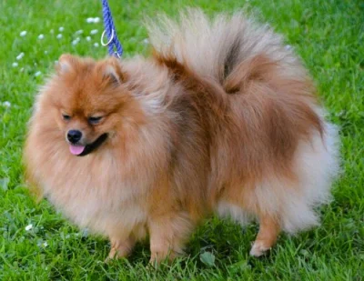 Německý špic malý - český šampion