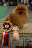 Německý špic malý - český šampion