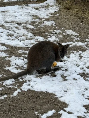 Prodám klokana benetův