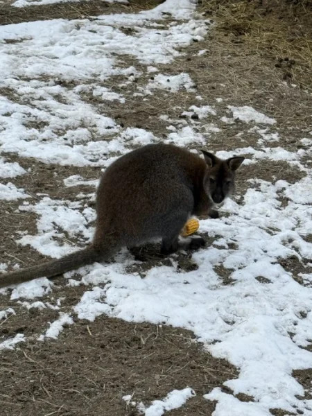 Prodám klokana benetův