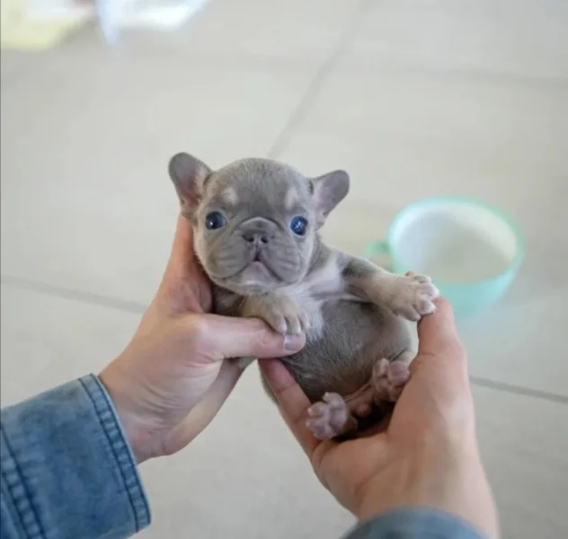 Francouzští buldočci k adopci