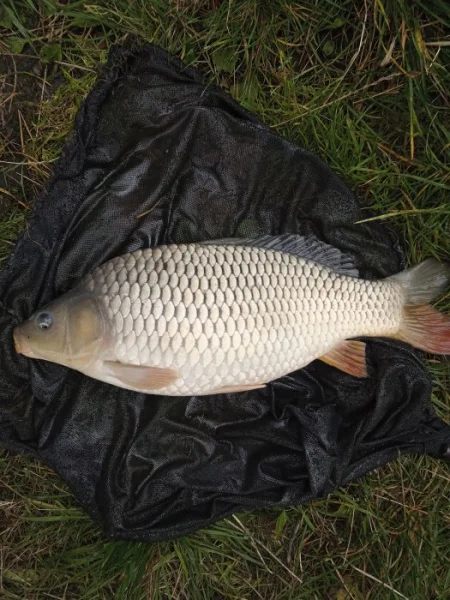 Kapr K3