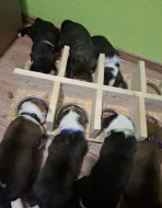 STAFORDŠÍRSKÝ BULTERIÉR