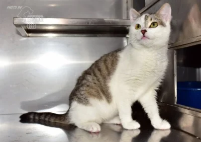 Darujeme nalezené kotě