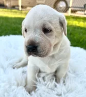 K dispozici labrador k prodeji