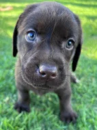 K dispozici labrador k prodeji