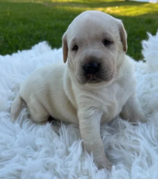 K dispozici labrador k prodeji