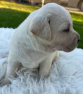 K dispozici labrador k prodeji