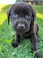 K dispozici labrador k prodeji