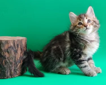 Sibiřský kocour bez PP