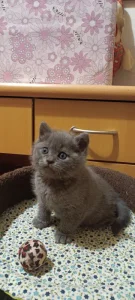 Britská koťata bez PP