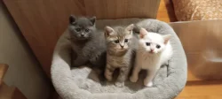 Britská koťata bez PP