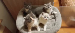 Britská koťata bez PP