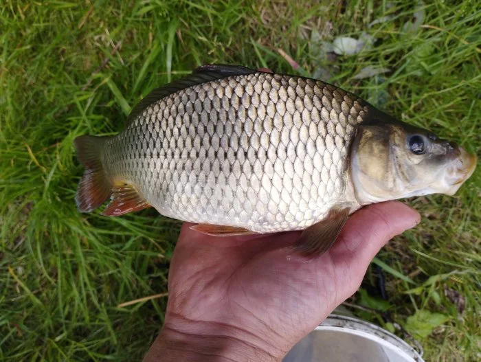 Prodám násadu šupinatého kapra násada k2