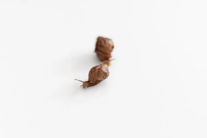 Šnek africký - achatina