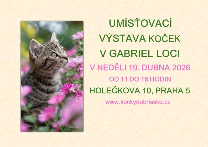 Umísťovací výstava koček v Gabriel Loci v Praze 5
