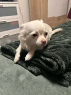 1 Ročná Čivava fenka čistokrevná