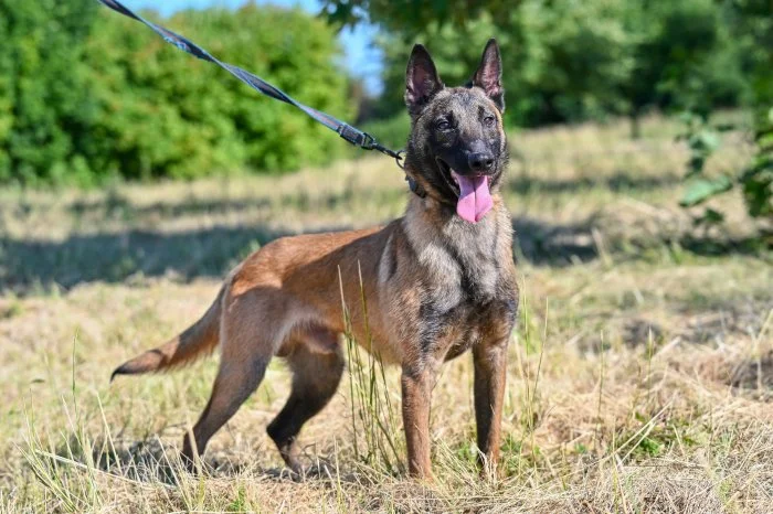 Belgický ovčák malinois