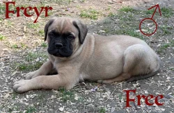 CHS plemena Bullmastiff - predaj TOP šteniatok z vrhu F