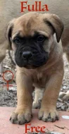 CHS plemena Bullmastiff - predaj TOP šteniatok z vrhu F