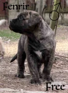 CHS plemena Bullmastiff - predaj TOP šteniatok z vrhu F