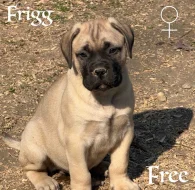 CHS plemena Bullmastiff - predaj TOP šteniatok z vrhu F