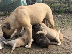 CHS plemena Bullmastiff - predaj TOP šteniatok z vrhu F