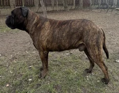 CHS plemena Bullmastiff - predaj TOP šteniatok z vrhu F