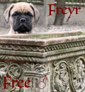 CHS plemena Bullmastiff - predaj TOP šteniatok z vrhu F