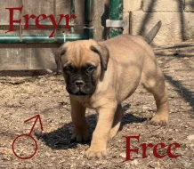 CHS plemena Bullmastiff - predaj TOP šteniatok z vrhu F