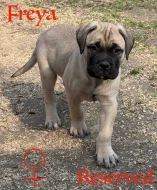 CHS plemena Bullmastiff - predaj TOP šteniatok z vrhu F