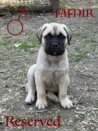 CHS plemena Bullmastiff - predaj TOP šteniatok z vrhu F