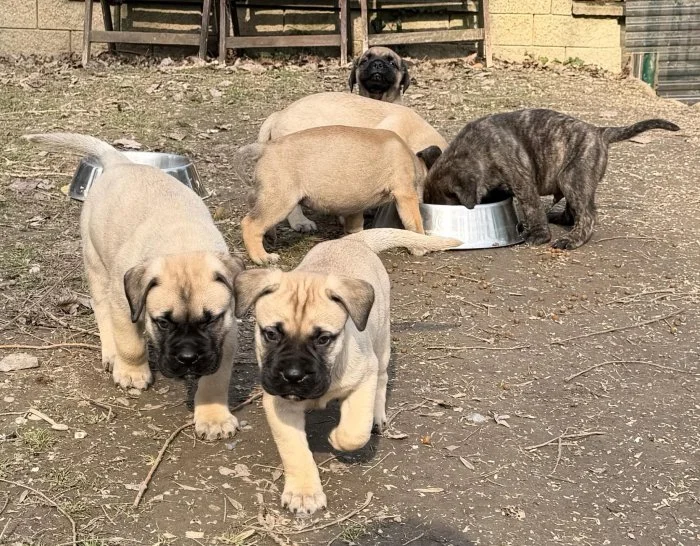 CHS plemena Bullmastiff - predaj TOP šteniatok z vrhu F