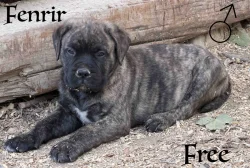 CHS plemena Bullmastiff - predaj TOP šteniatok z vrhu F