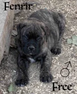 CHS plemena Bullmastiff - predaj TOP šteniatok z vrhu F