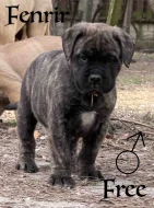 CHS plemena Bullmastiff - predaj TOP šteniatok z vrhu F