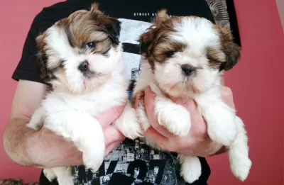Holčičky Shih Tzu
