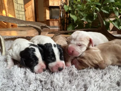 Štěňata Pointera s PP