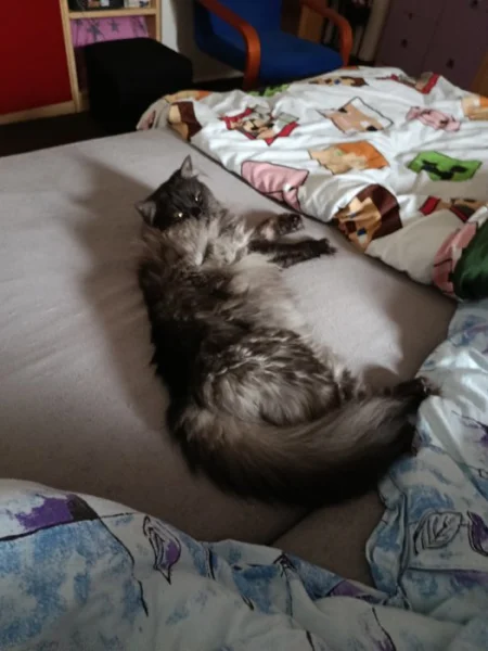 Kocourek a kočička