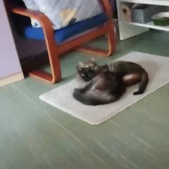 Kocourek a kočička