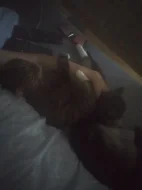 Kocourek a kočička