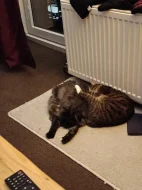 Kocourek a kočička