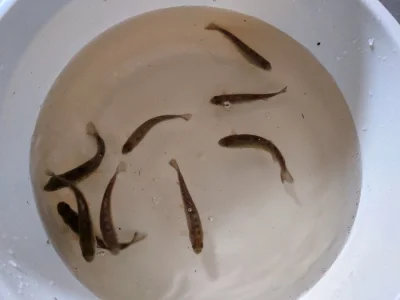 Pstruh duhový 10-17